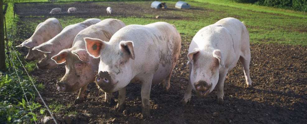 Pigs rooting in dirt field