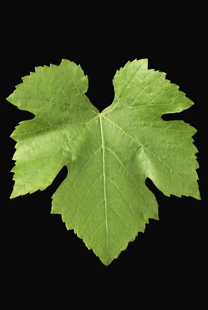 Wine Grape Leaf.