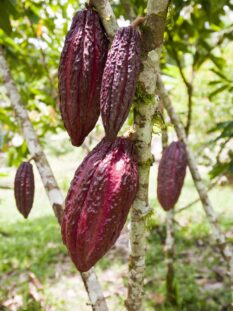 cacao