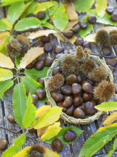 castagne