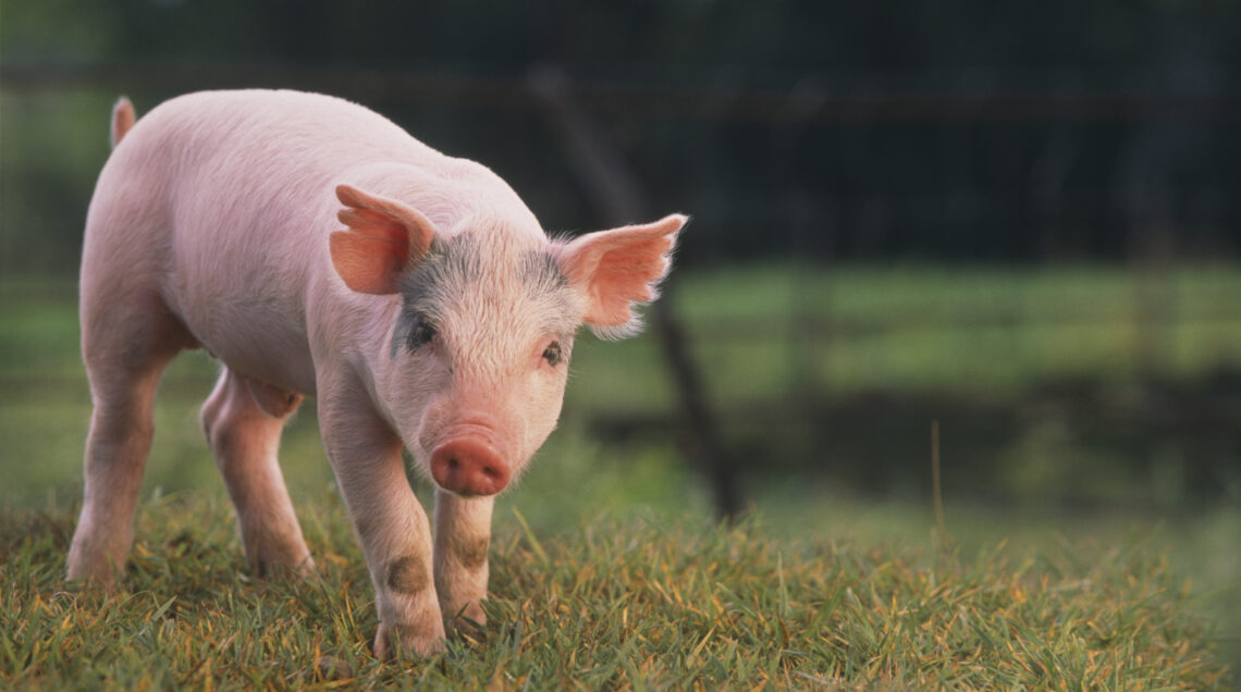 Yorkshire and Hampshire Mixed Breed Piglet