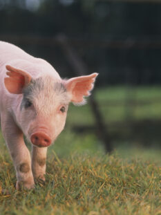Yorkshire and Hampshire Mixed Breed Piglet