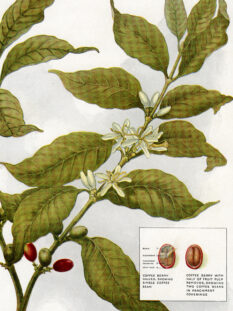 la pianta del caffé