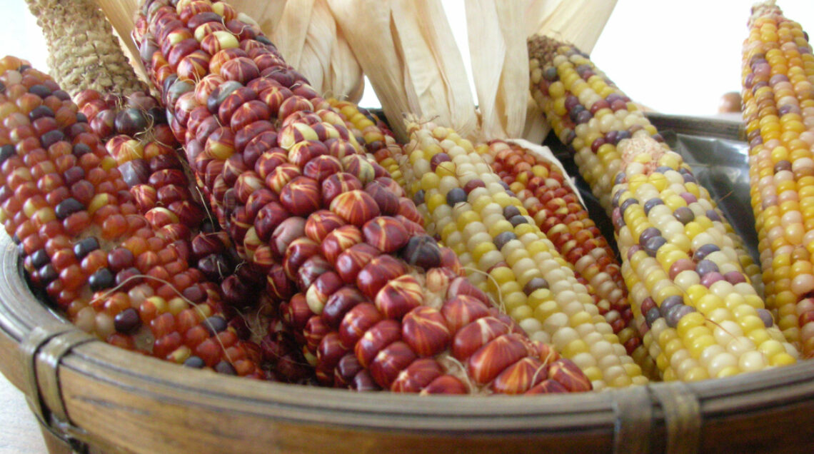 American indian corn