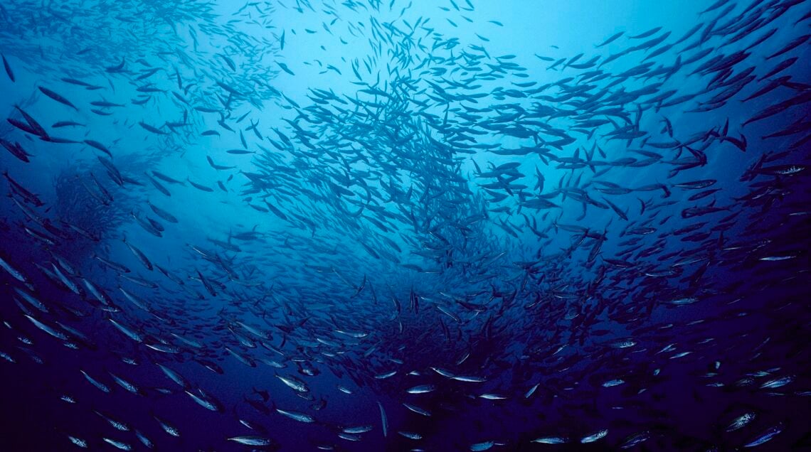 Mare Pesca Acciughe Sale&Pepe