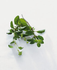 merluzzetti-ai-pomodori-secchi-e-origano