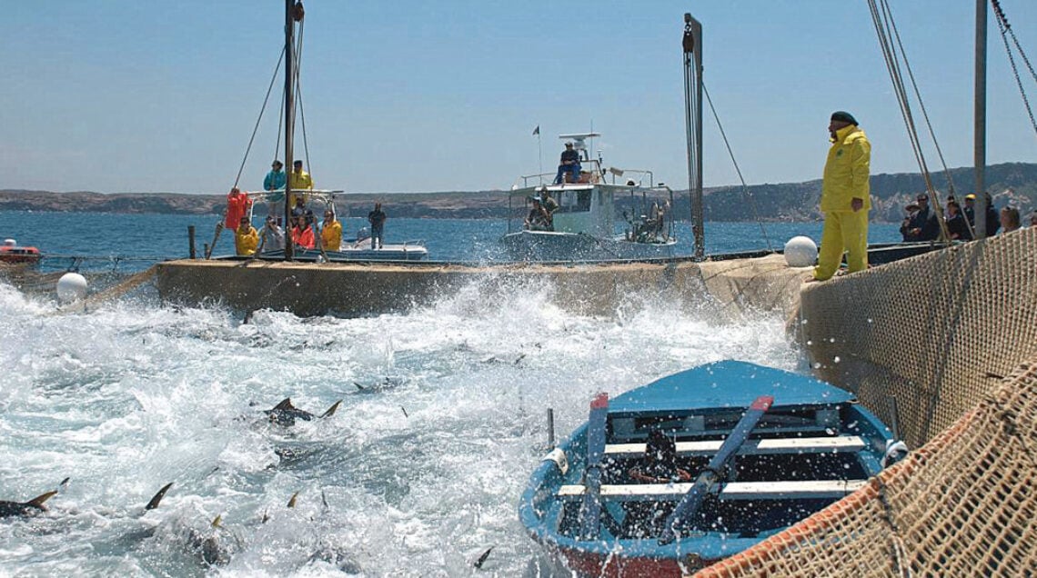 Un momento della mattanza, quando i tonni vengono alzati con le reti a filo d’acqua e catturati (Foto Flickr)