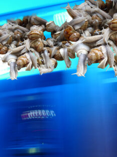 2011, Christine Barbe, Snails in a blue night