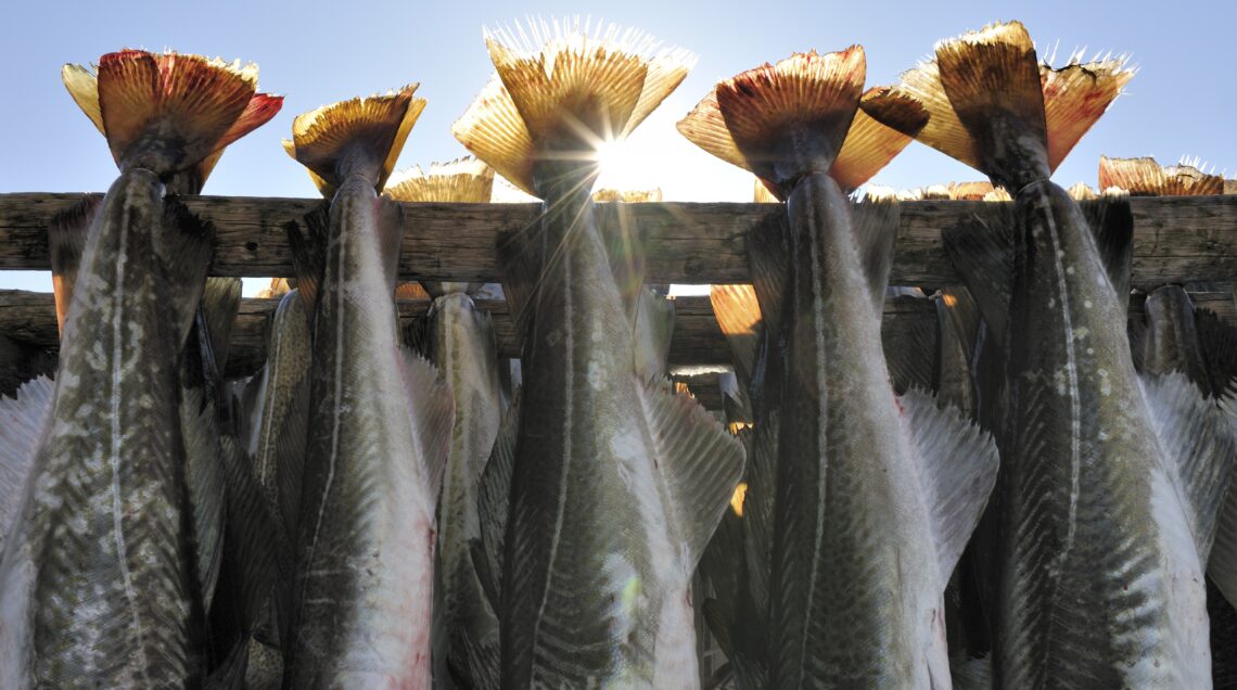 Svezia, pesce essiccato per produrre lutefisk (Foto © Mikael Svensson / LatitudeStock /Corbis)
