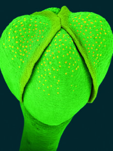 Inflorescenza di broccolo