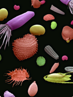 Sementi di fiori e erba al Micografo elettronico