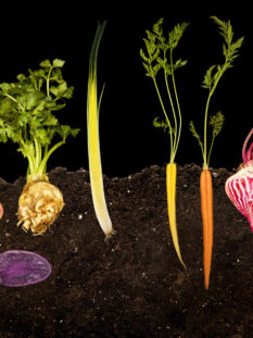 Tuberi
