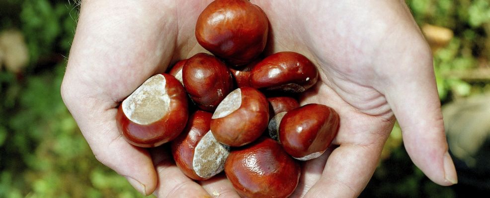 UK - Howardian Hills - Conkers gathered from horse chestnut trees around the Castle Howard Estate