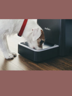 Pappa tech anche per Fido e Minu.