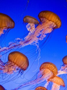 imparare-a-cucinare-@salepepe