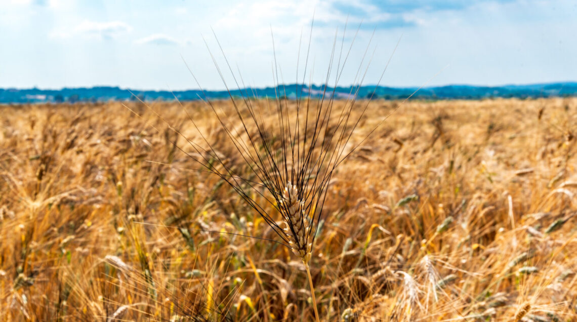 grano senatore cappelli