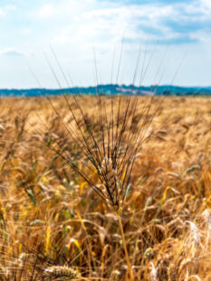 grano senatore cappelli