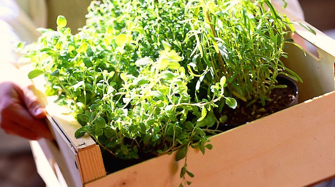 erbe-aromatiche-in-cucina-@salepepe