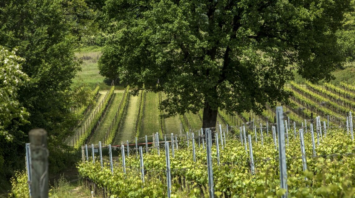 mosnel-vigneti-@salepepe