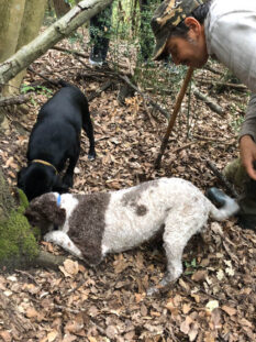 cani da tartufo