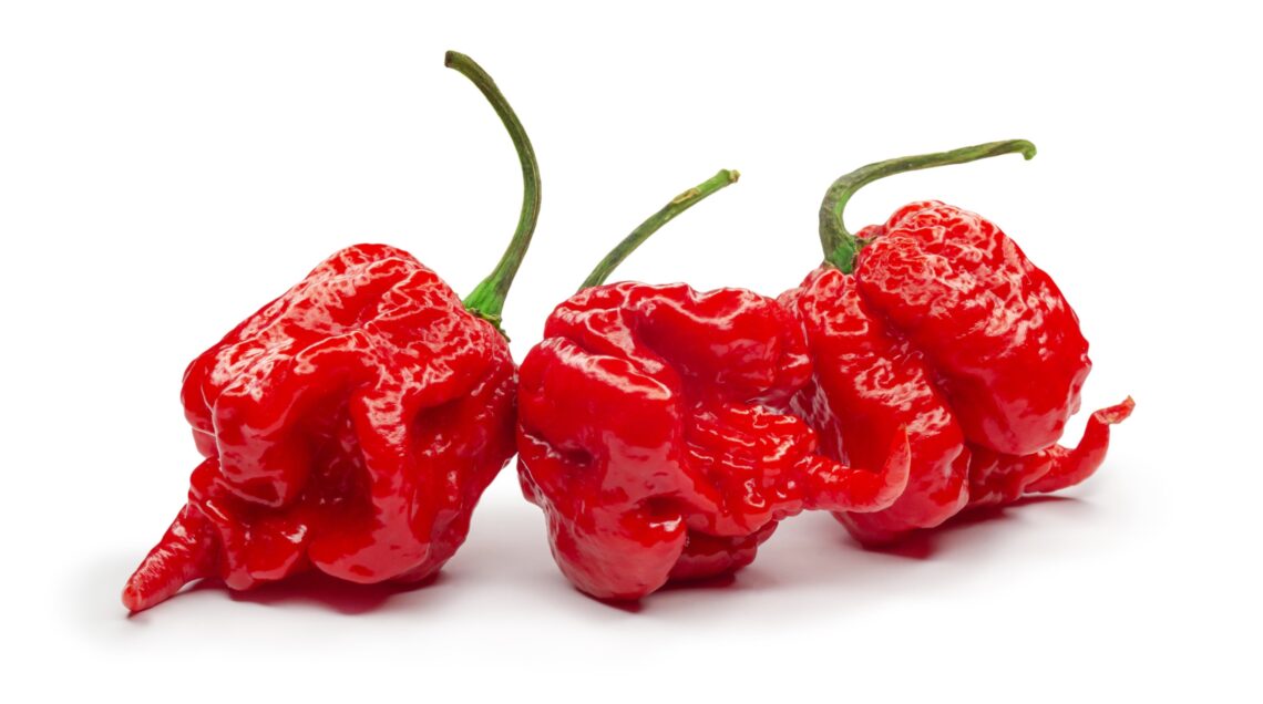 Carolina Reaper, (Capsicum chinense) il piÃ¹ piccante di tutti