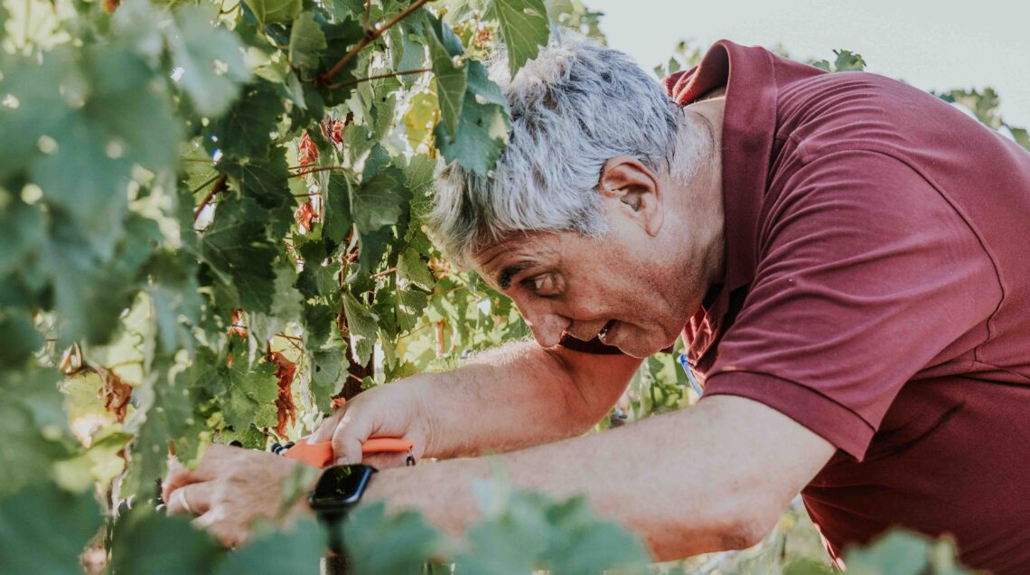 Antonio Intiglietta vendemmia Tenuta Liliana