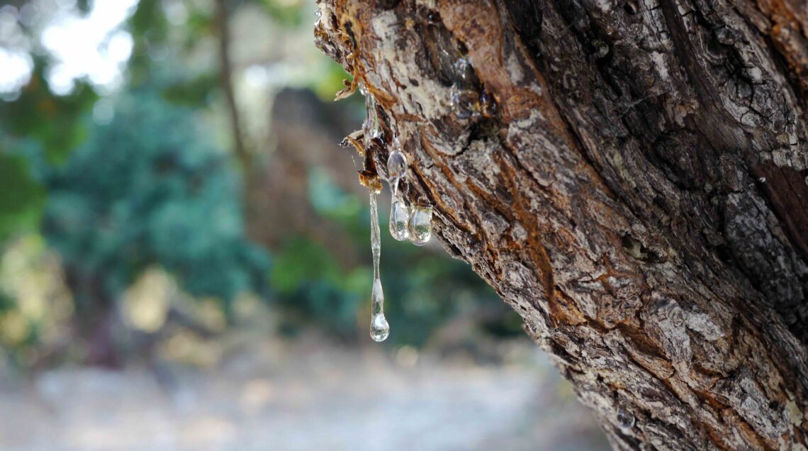 Mastice che cola da albero di lenisco (CHIOS, Grecia)