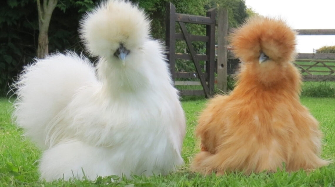 Silkie-Chickens_@lafeber Company