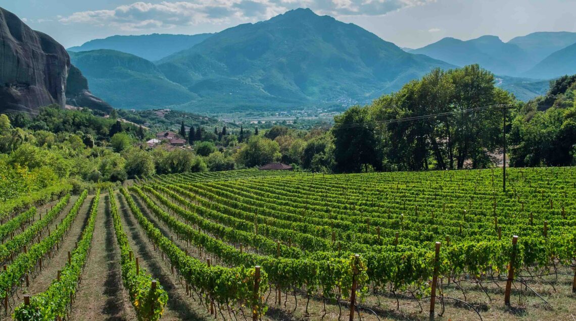 Vigneti in Valle Nemea, Greece