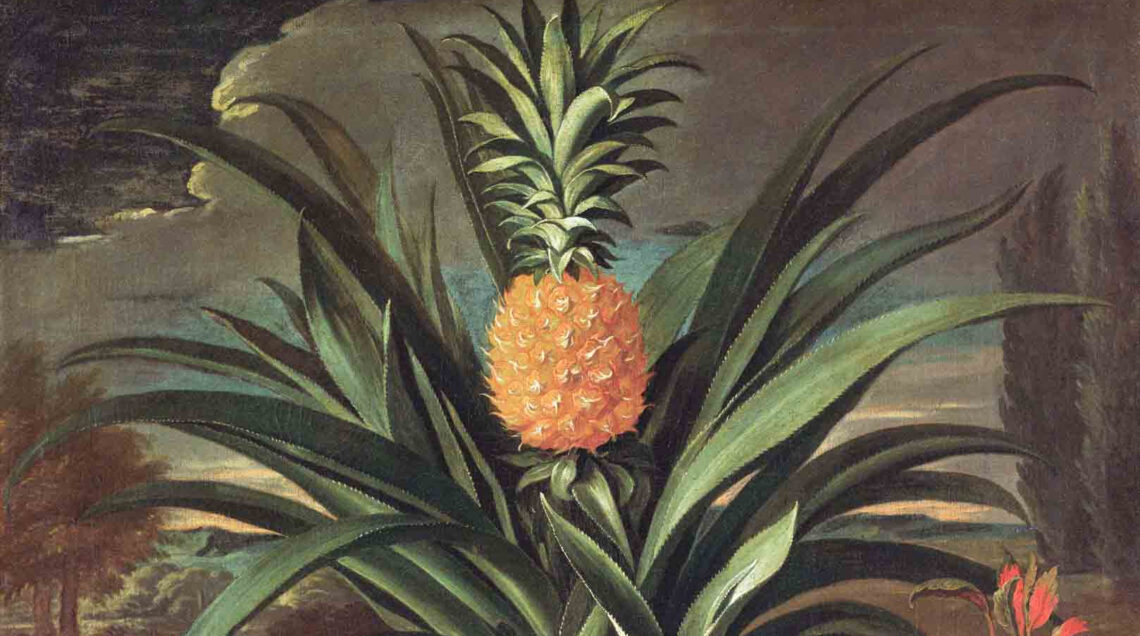 Pineapple grown in Sir Matthew Decker's Garden, Richmond 1720 (oil on canvas) by Netscher, Theodorus