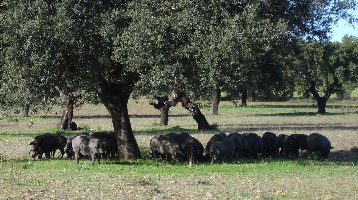 Extremadura_Spain_Black Iberian pigs_PH_ omakut