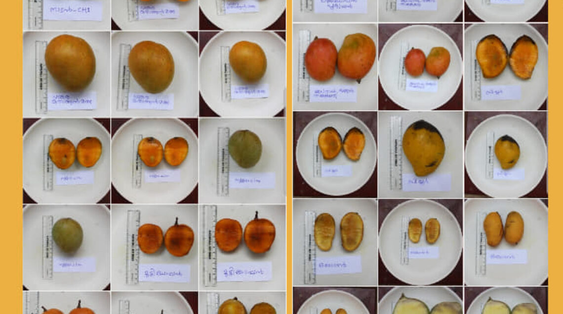 La classificazione della biodiversità dei manghi