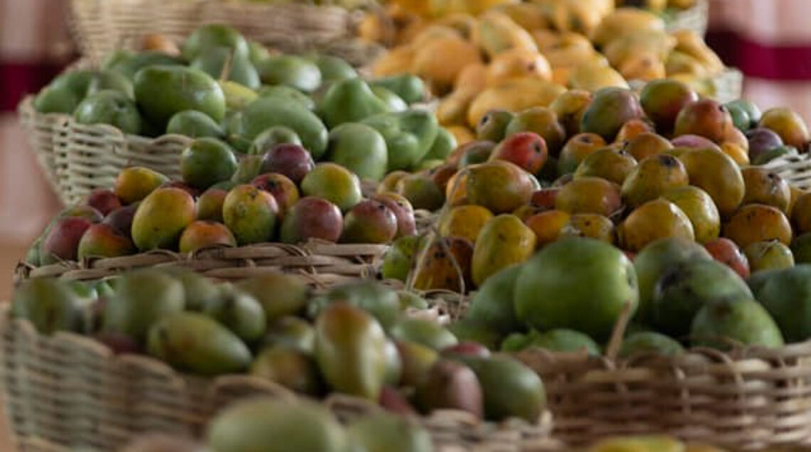 Biodiversità delle specie di mango del villaggio di Kannapuram