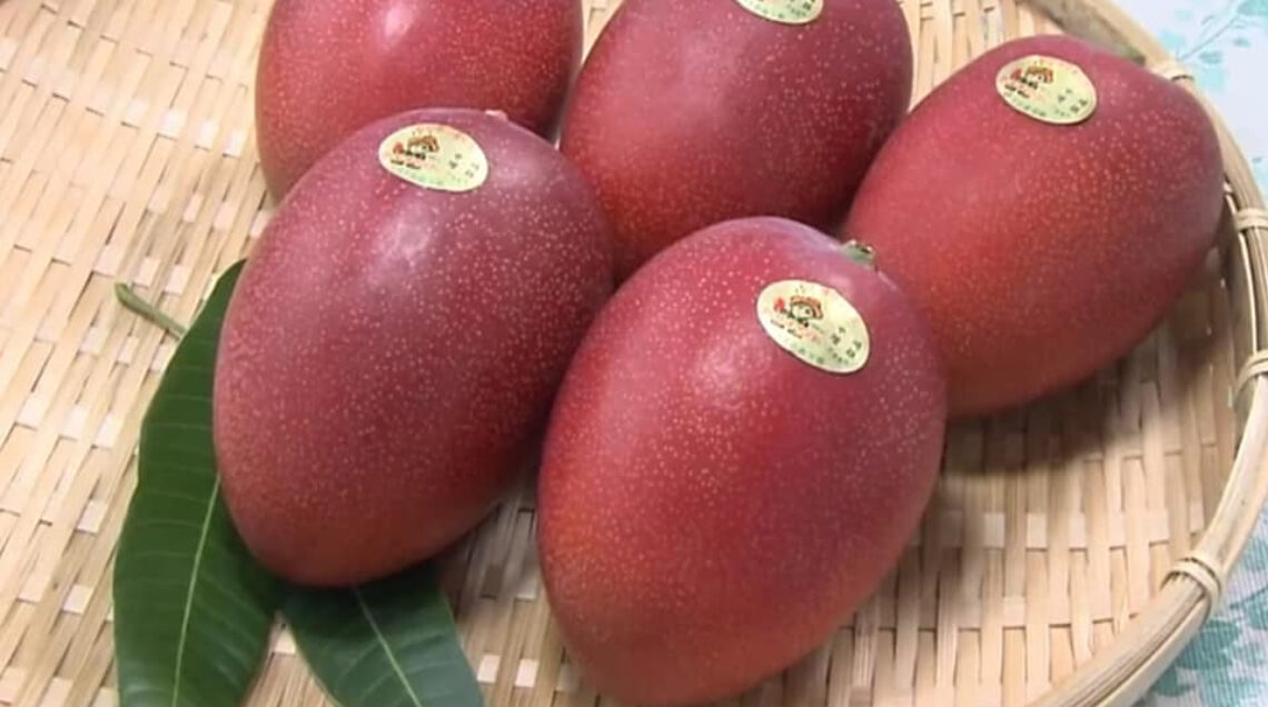 Varietà di mango di Kannapuram