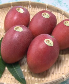 Varietà di mango di Kannapuram