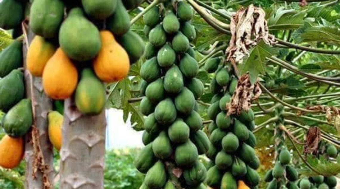 Kannapuram, alberi di mango