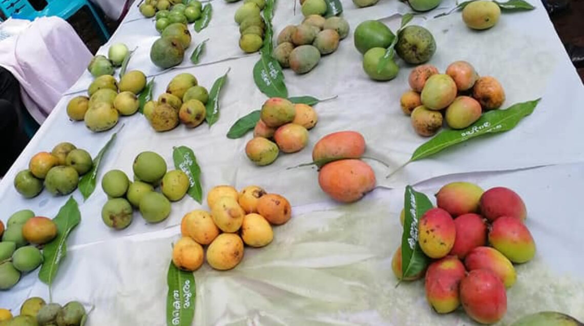 Biodiversità delle specie di mango del villaggio di Kannapuram 2