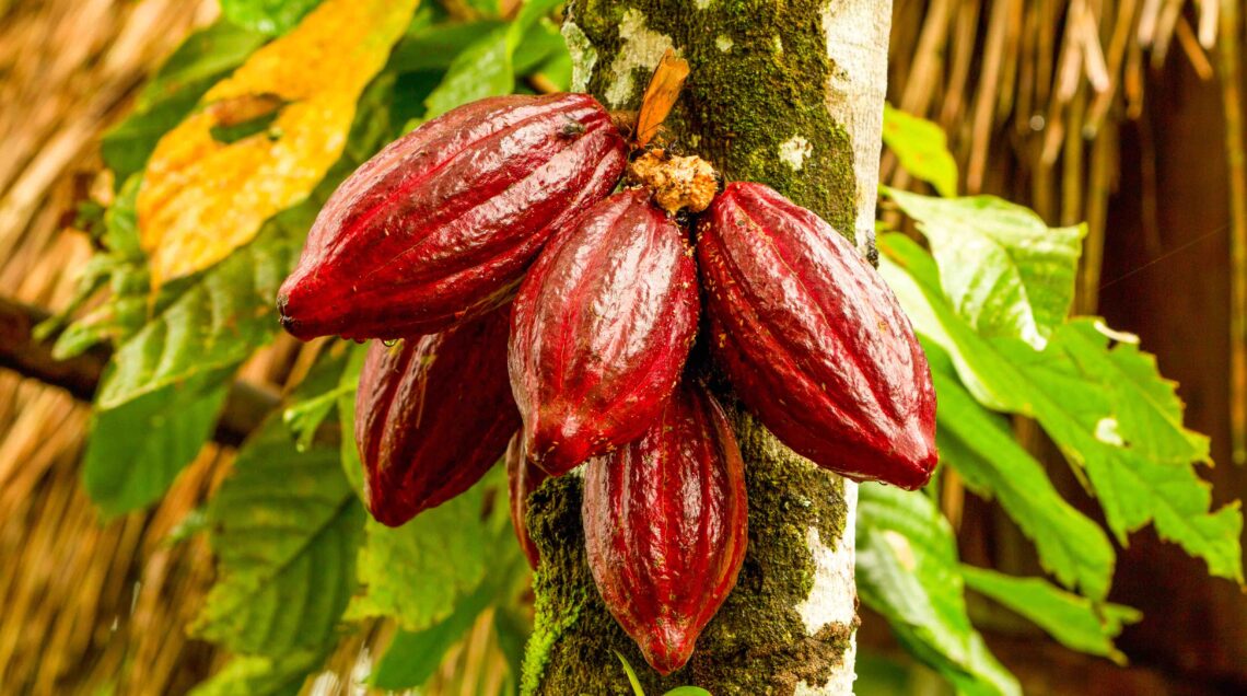 La varietà rossa del frutto del cacao è considerata tra le migliori (Ecuador)