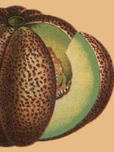 IL LEGGENDARIO MELONE DI MONTREAL