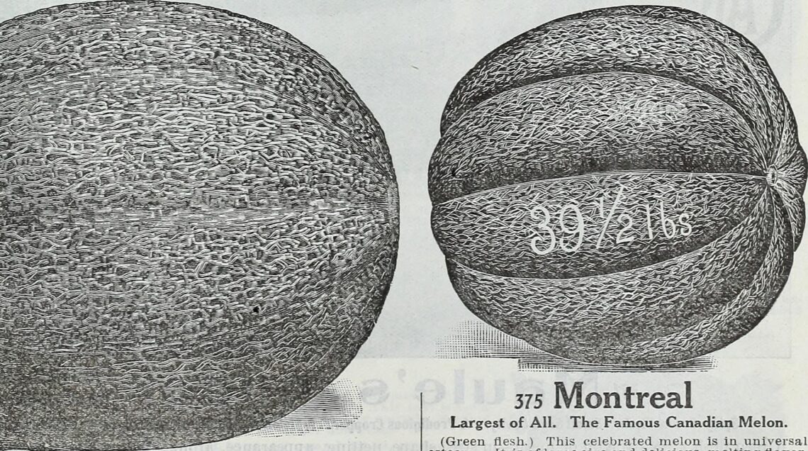 Montreal_Largest_of_All_Famous_Canadian_Melon 1885