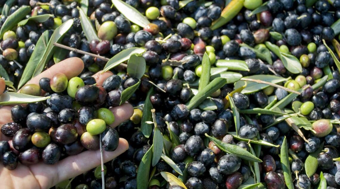 olive liguri