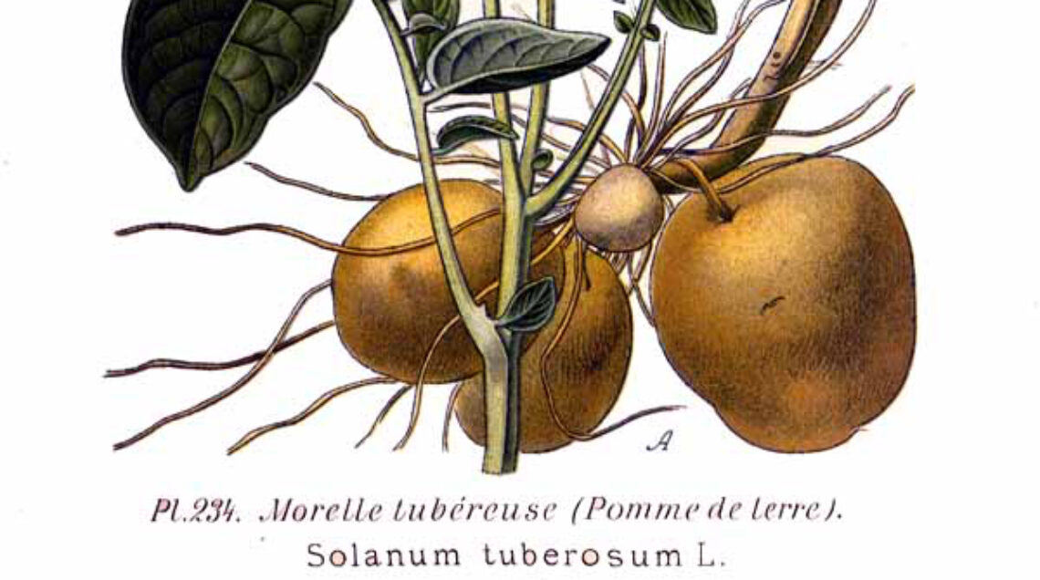 Solanum_tuberosum