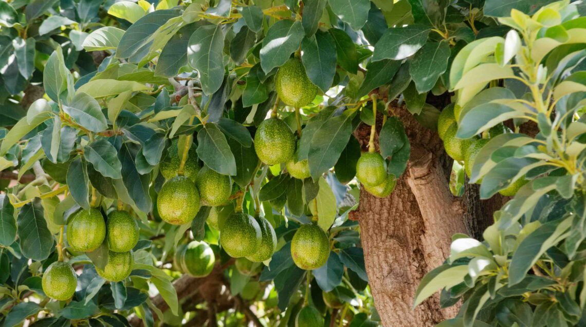 ALBERO DI AVOCADO CON FRUTTI MATURI