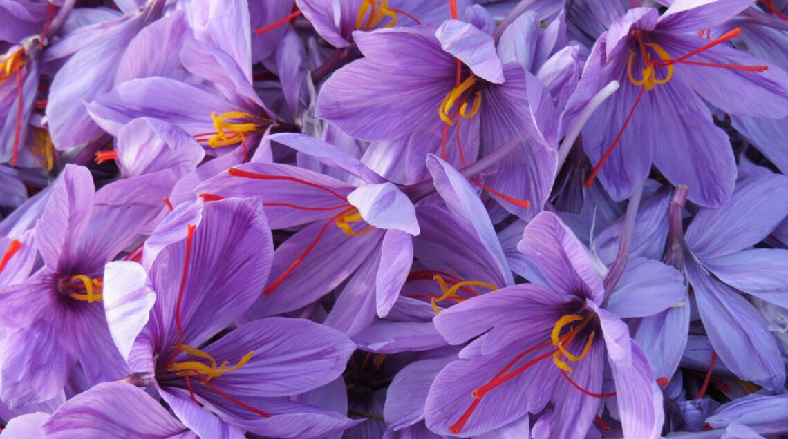 FIORI DI ZAFFERANO_COVER 2