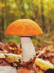 Big mushroom with an orange hat in the autumn forest of the Caucasus. Edible mushrooms