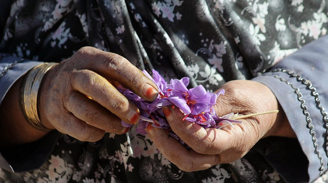 Harvesting_saffroN_PH_Mohammad Javad Mahdizadeh