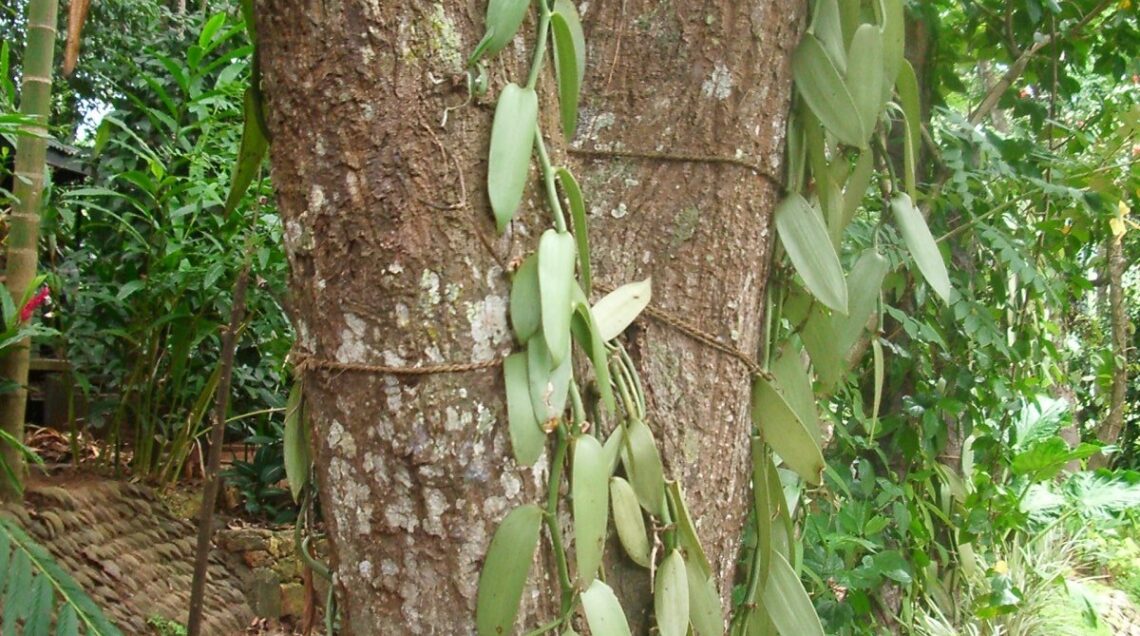 ORCHIDEA RAMPICANTE VANIGLIA