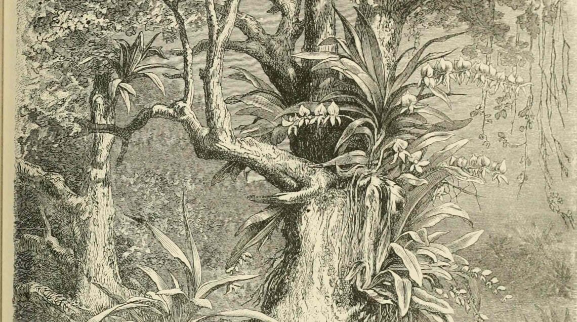 Vanilla - The_natural_history_of_plants_1902