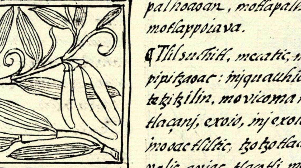 Vanilla_florentine_codex_1580