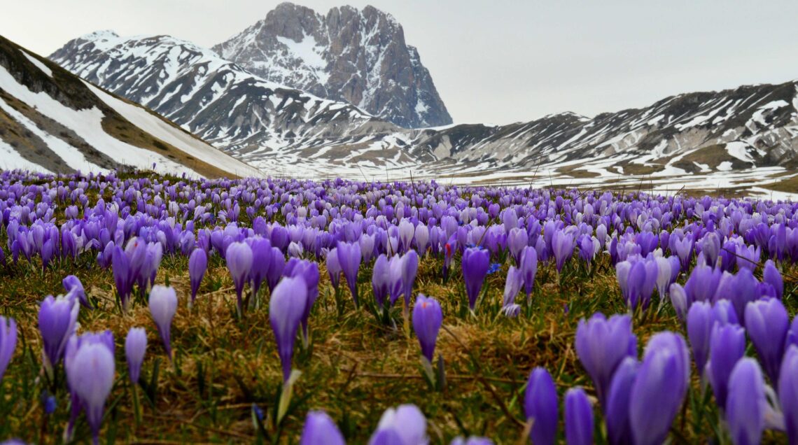 Campo di zafferano serlatico nel Parco Nazionale del Gran_Sasso_PH_Renuabesinghe